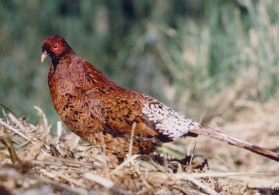 県の鳥