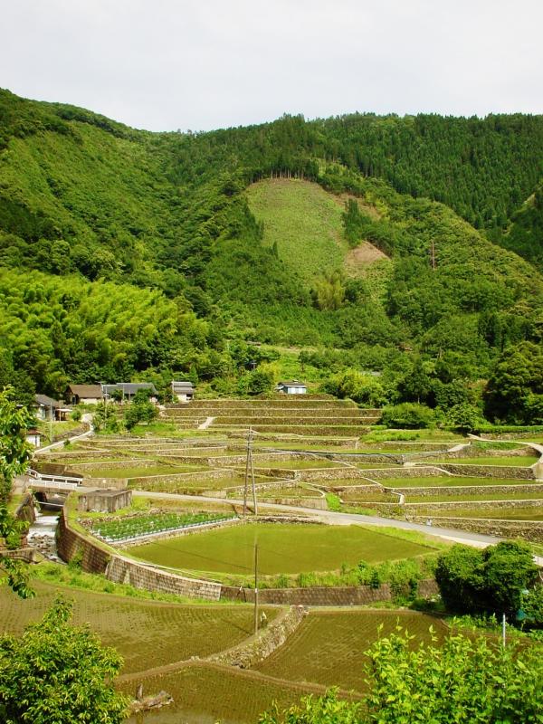 向江棚田