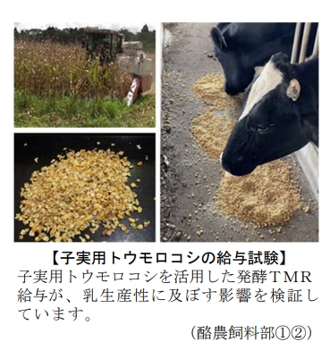トウモロコシの給与実験