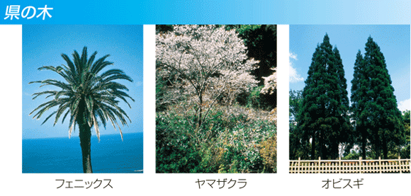 写真:フェニックス、ヤマザクラ、オビスギ