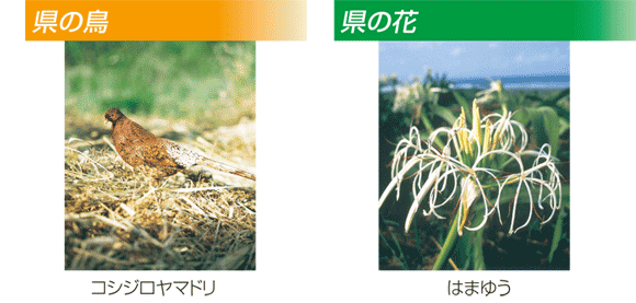 写真:コシジロヤマドリ、はまゆう