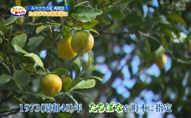 高原町