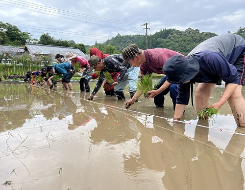 田植え