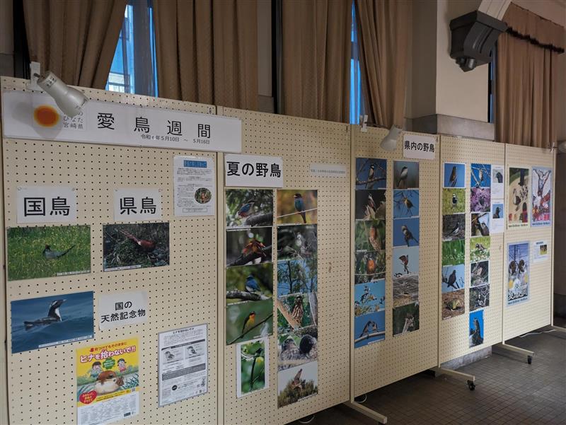 R6展示