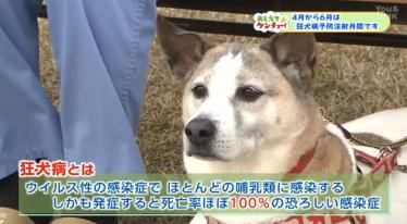 狂犬病予防注射