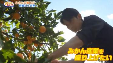 みかん輸出