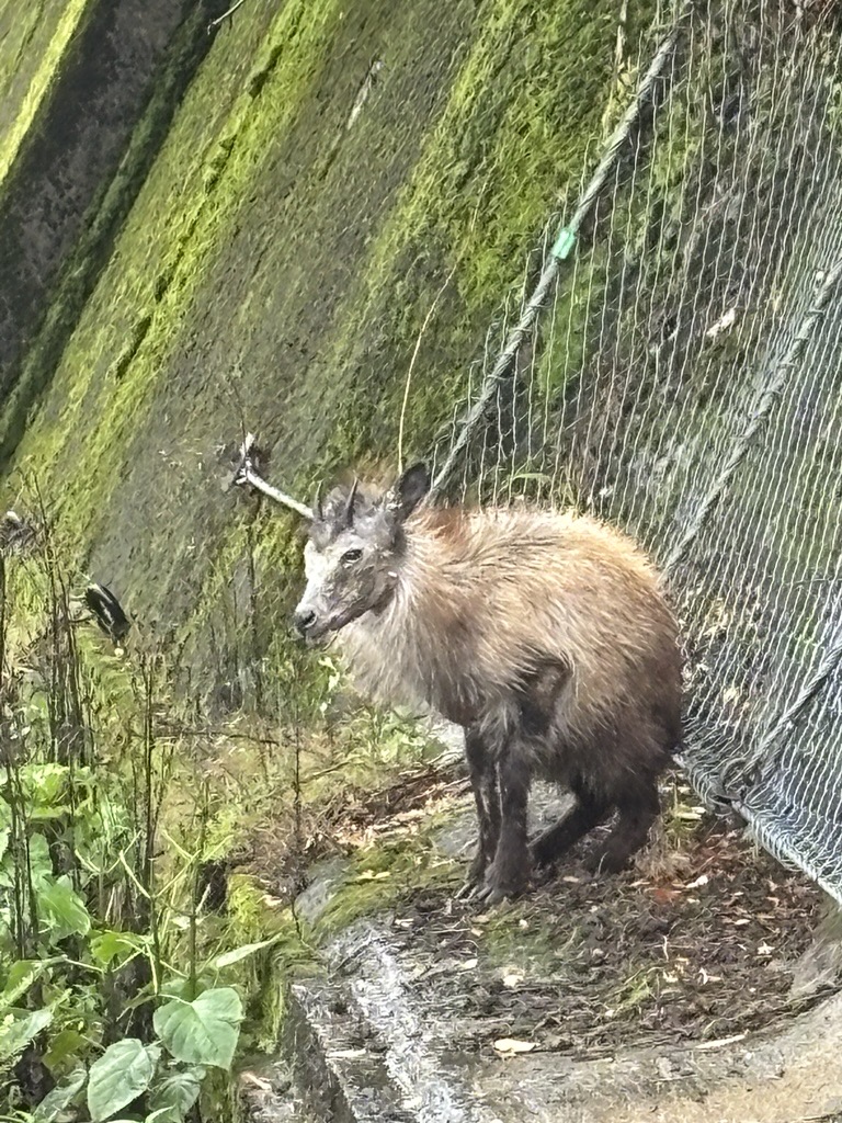 カモシカ写真