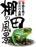 棚田の風景