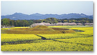 西都原古墳群