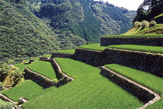 棚田風景