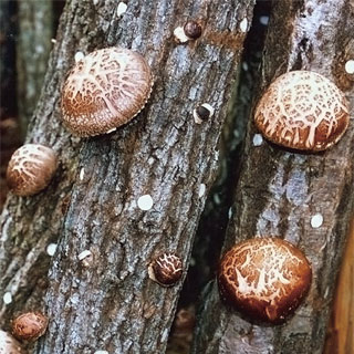 高い評価の諸塚産椎茸