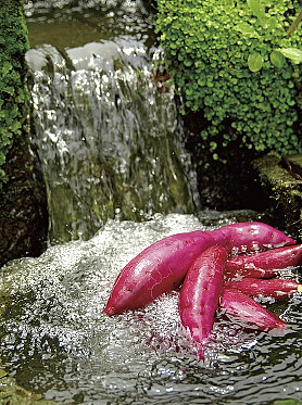 山からひいた清らかな湧き水