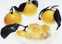 日向夏