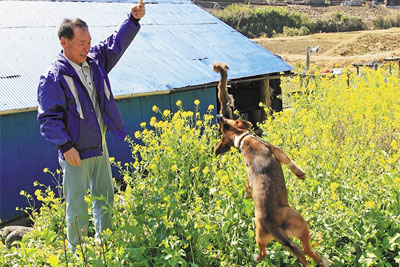 鹿の皮を使って若犬を訓練