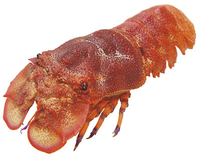 セミエビ