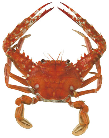 アカイシガニのボイル