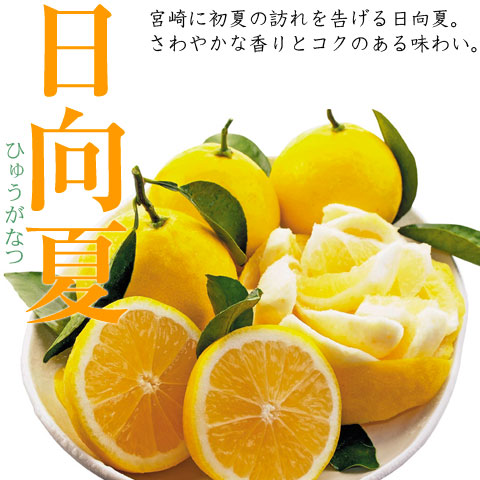 日向夏