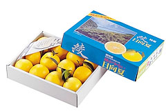 日向夏