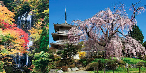 白滝・浄専寺のしだれ桜