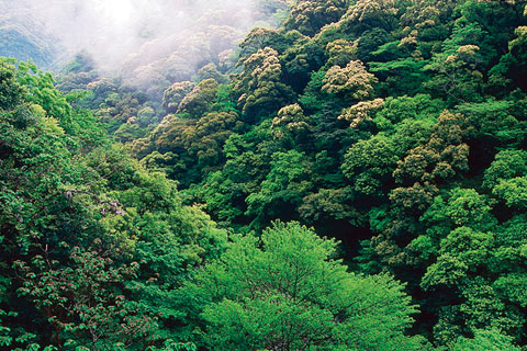 照葉樹林