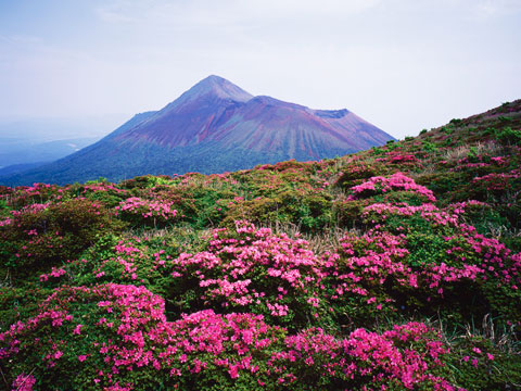高千穂峰とミヤマキリシマ