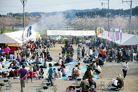 まきばの桜まつり