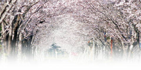 桜並木