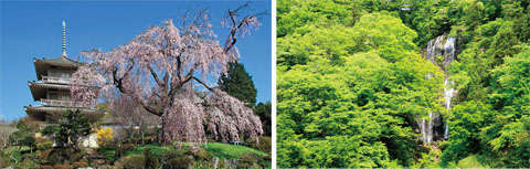 浄専寺のしだれ桜と白滝